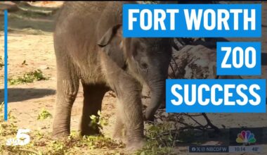 Fort Worth Zoo committed to conservation success – NBC 5 Dallas-Fort Worth