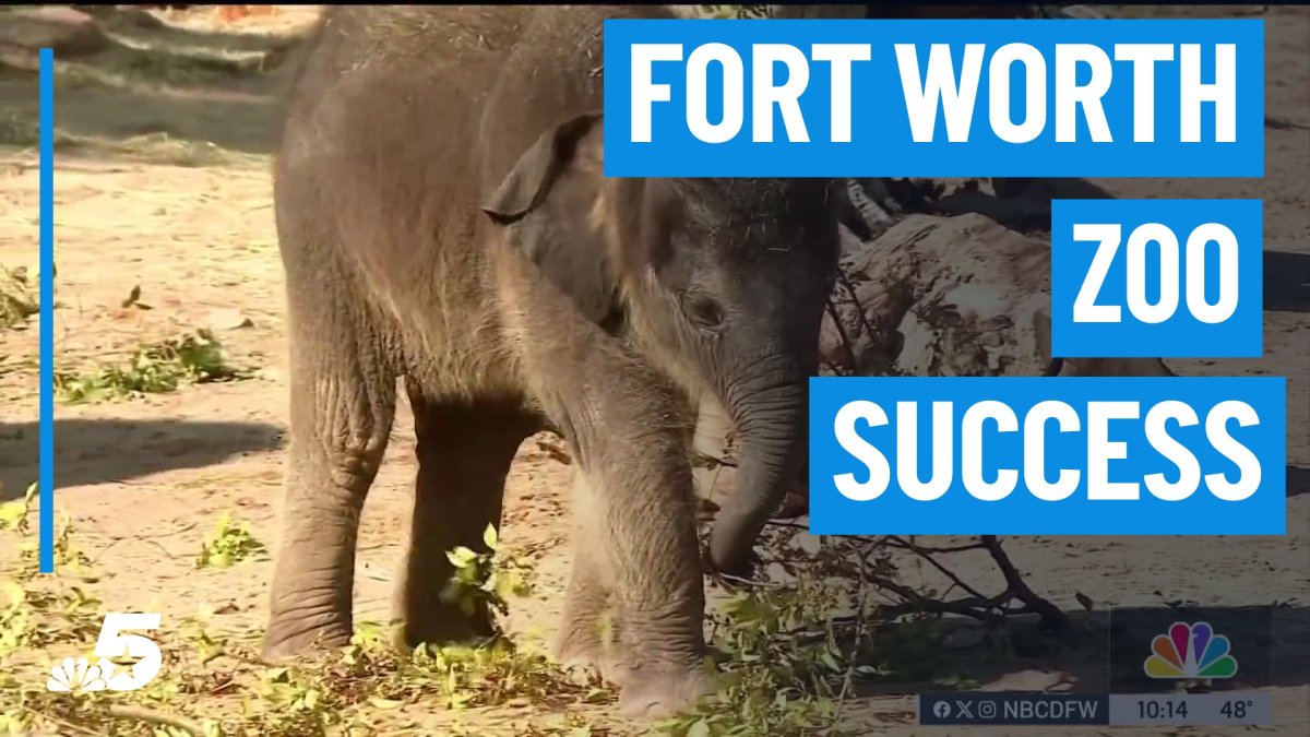 Fort Worth Zoo committed to conservation success – NBC 5 Dallas-Fort Worth