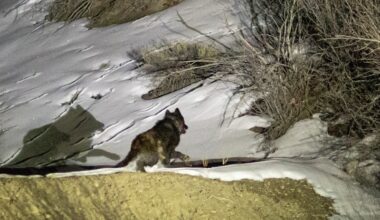 Reintroduced wolf dies in southwestern Colorado