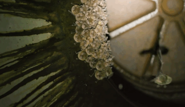 More than 100 Southeastern bats in a Wake County sewer system may be at risk :: WRAL.com