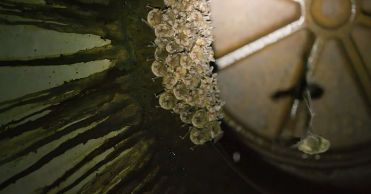 More than 100 Southeastern bats in a Wake County sewer system may be at risk :: WRAL.com