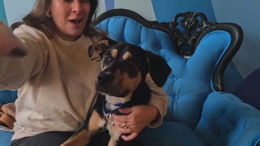 Support for pet owners impacted by SNAP cuts