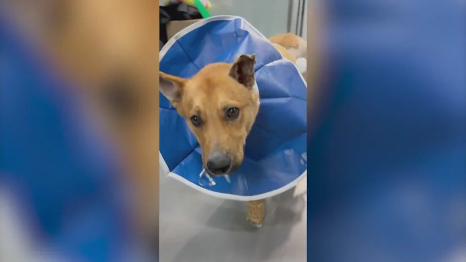 Luke was found with third- and fourth-degree burns all over his body and was suffering from smoke inhalation. (Compton Paw Patrol)