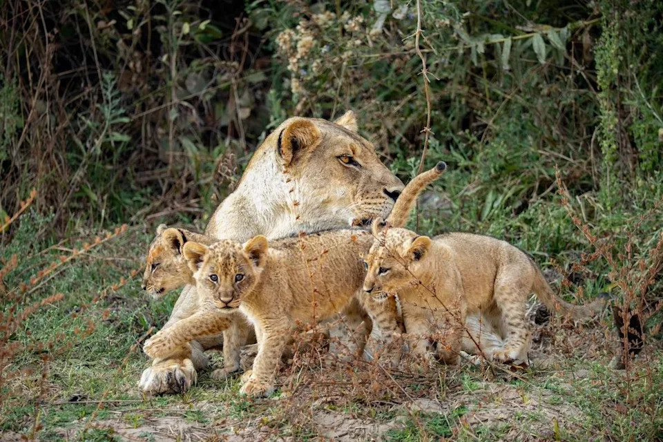 A lion mother and her three cubs cuddle on the grass beside shrubs and trees. The mother grooms one of the cubs.