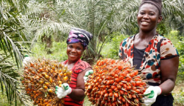 John Dumelo calls for increased production in oil and palm oil sectors