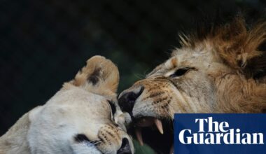 Troubled New Zealand wildlife park euthanizes two lions, fate of five more unclear | New Zealand