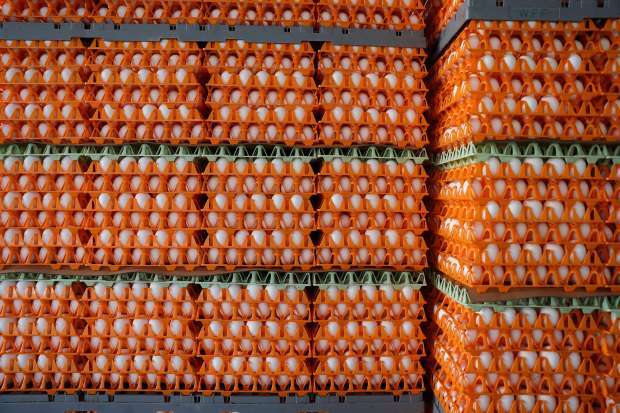 Some of the 3.2 million eggs waiting to be destroyed...