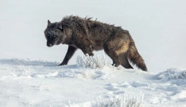 Man's encounter with Yellowstone wolves gets bicoastal coverage