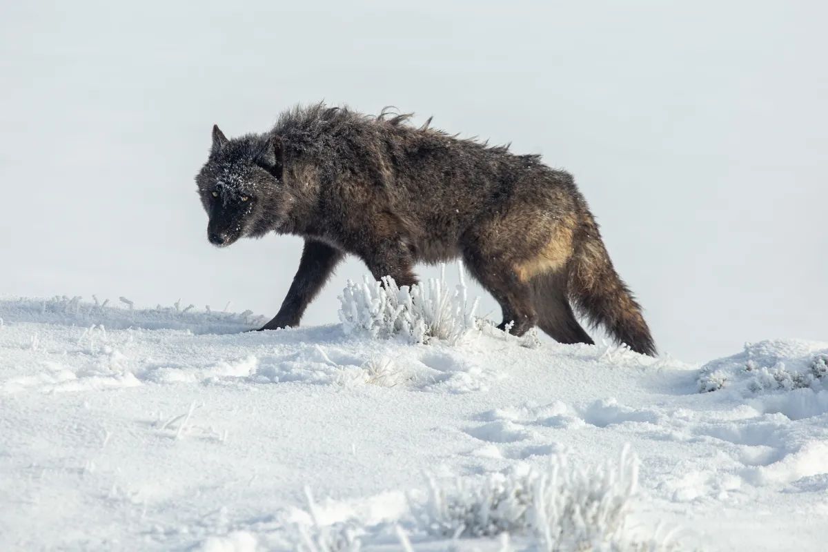 Man's encounter with Yellowstone wolves gets bicoastal coverage