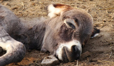 Yahoo lifestyle home