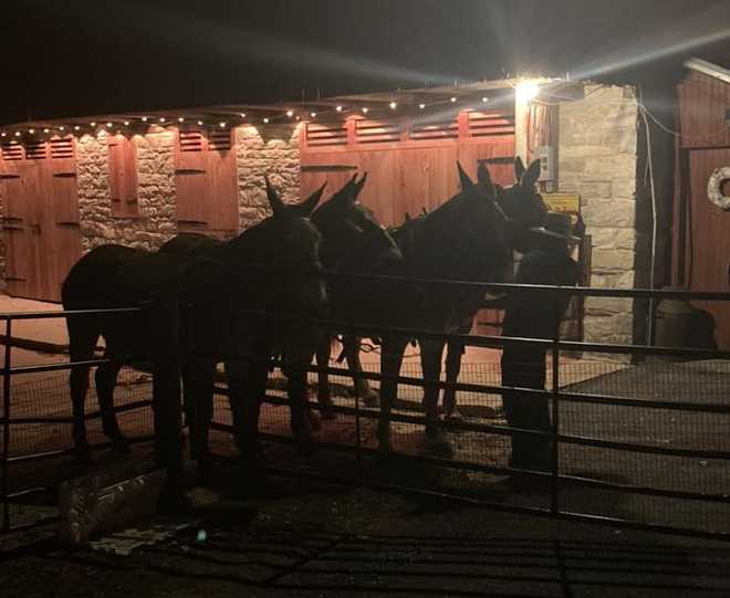 4 mules captured 4 mules captured