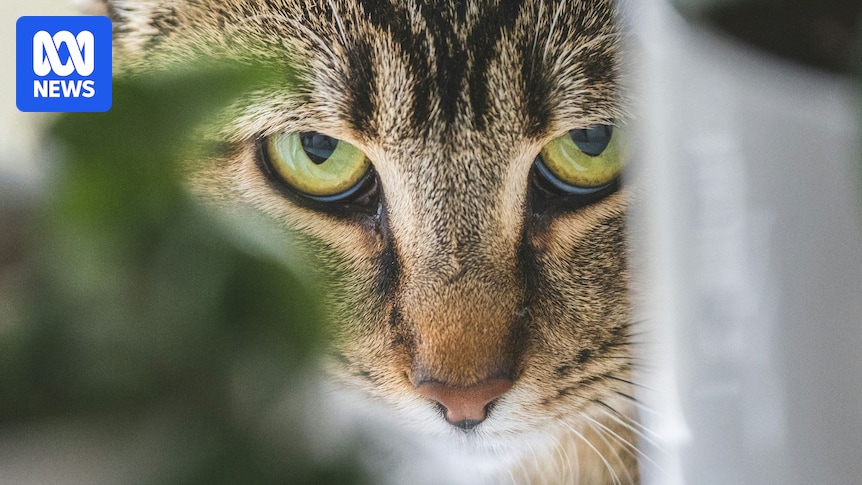 Feral cat eradication on Christmas Island clashes with Malay culture
