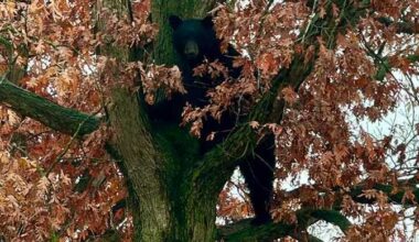 Crews rescue 385-pound black bear from Lebanon County, Pa. tree