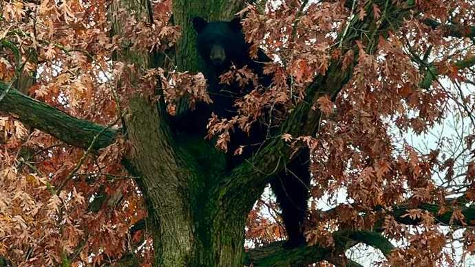 Crews rescue 385-pound black bear from Lebanon County, Pa. tree