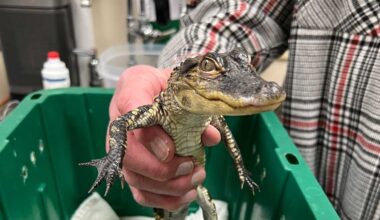 Baby alligator saved from chilly Charles River in Boston