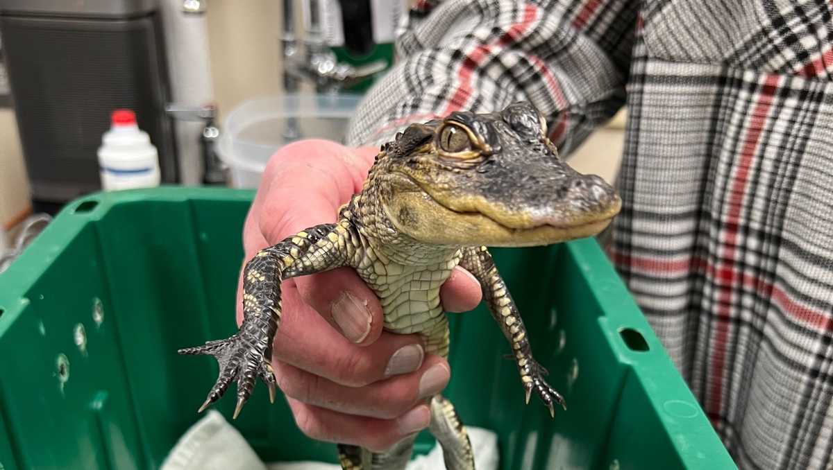 Baby alligator saved from chilly Charles River in Boston