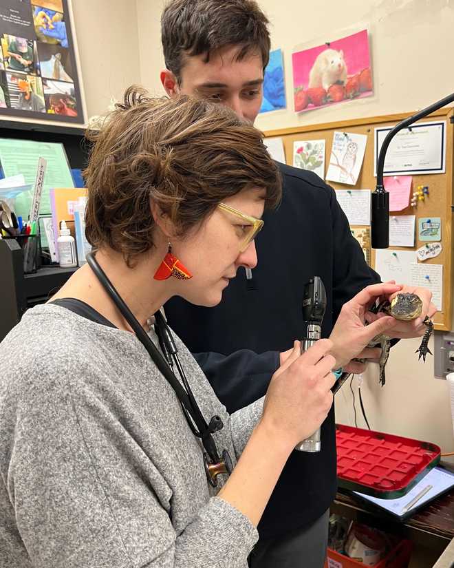 Baby alligator rescued from the Charles River Baby alligator rescued from the Charles River