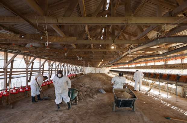 Workers remove dirt from a cage-free chicken house at a...