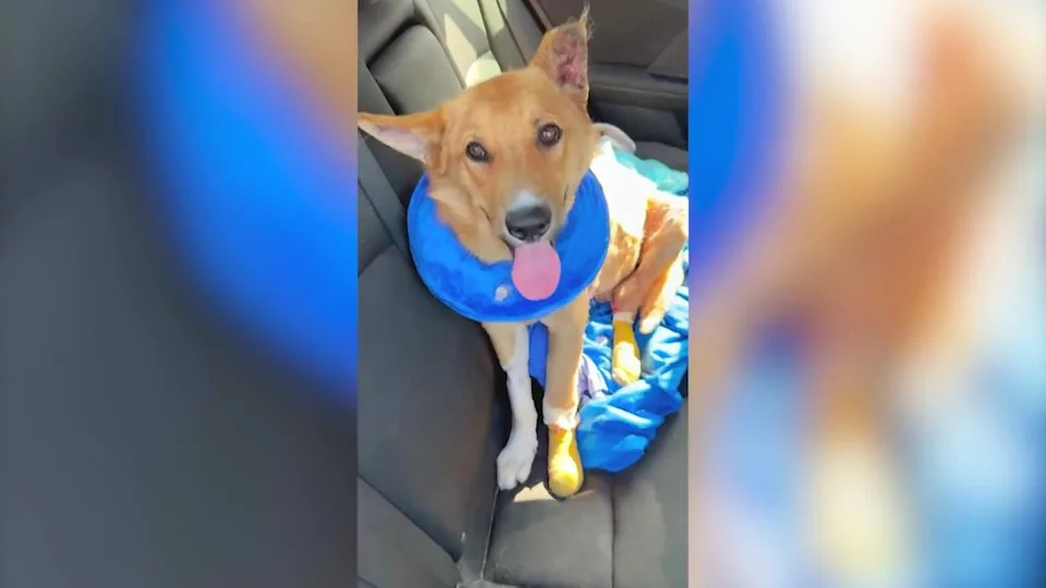 Luke, a 1-year-old Shepherd mix, is recovering after he was set on fire by someone at a homeless encampment in Los Angeles. (Compton Paw Patrol)