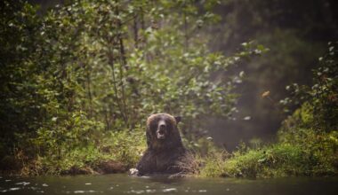 Search continues for three grizzly bears after students, teachers attacked in B.C.