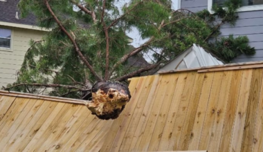 How to handle downed trees in Houston: 3 important steps