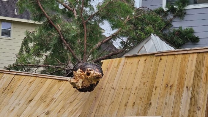 How to handle downed trees in Houston: 3 important steps