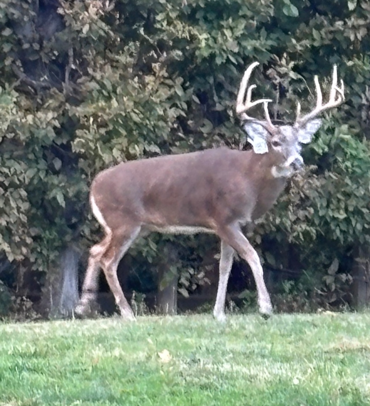 Deer