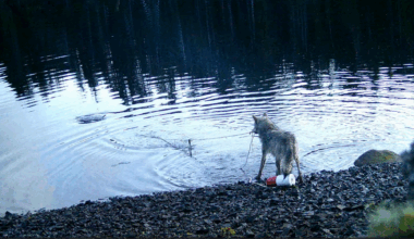 Wolf stealing underwater crab traps caught on camera for the first time — signalling 'new dimension' in their behavior