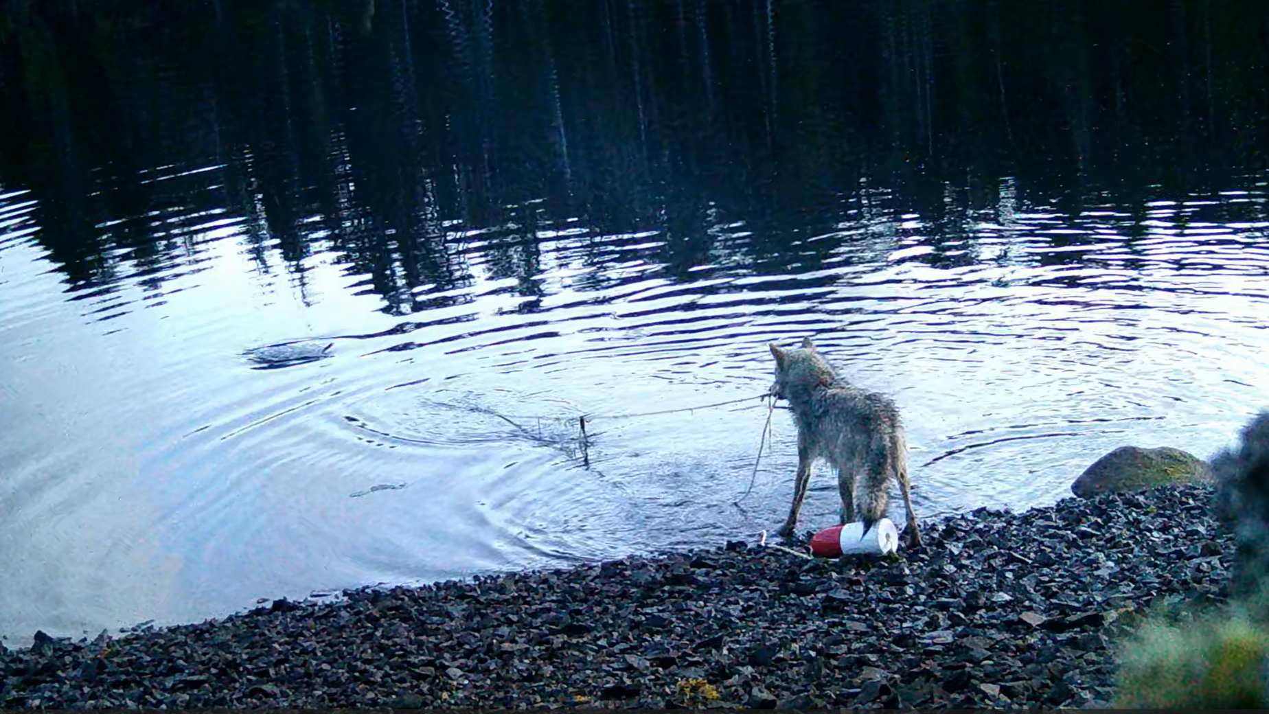 A still from camera trap footage of a wolf retrieving an underwater crab trap in the Ha&iacute;ɫzaqv Nation Territory of coastal British Columbia.