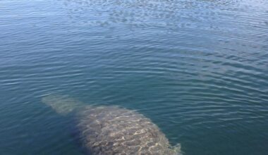 Manatee sightings in Louisiana prompt rescue effort | Environment