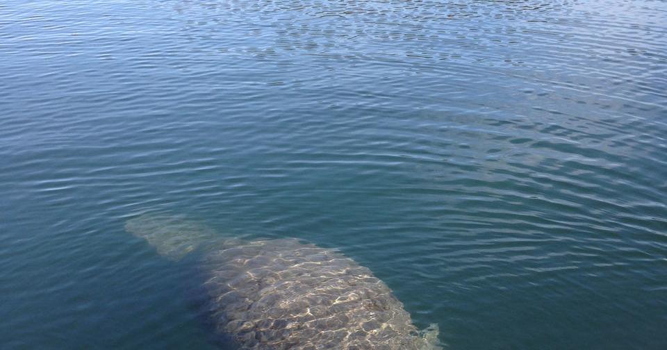 Manatee sightings in Louisiana prompt rescue effort | Environment