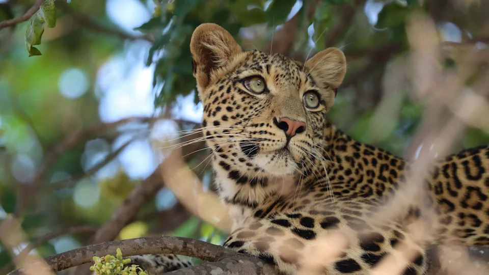 A leopard rests in a tree looking off into the distance with large and emotive green eyes. 
