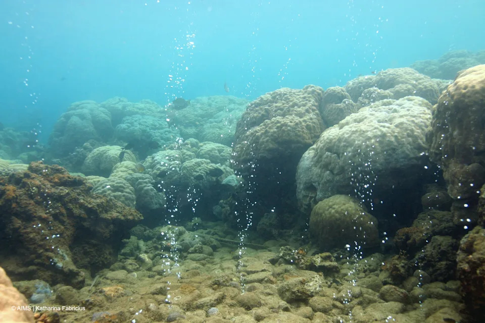 Bubbles seepling up at Milne Bay, with brown coral in the background.