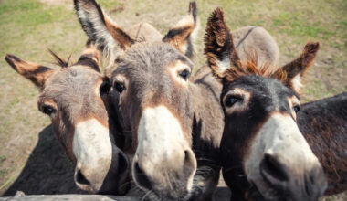 Yahoo lifestyle home