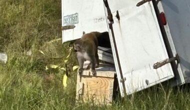 One monkey caught, two still missing in Mississippi | News