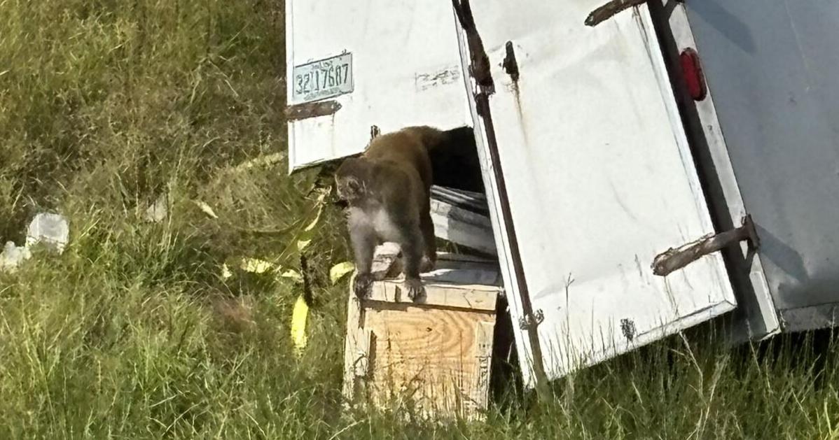 One monkey caught, two still missing in Mississippi | News
