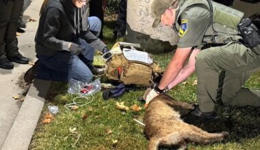 Mountain Lion safely captured in Weed after weeks of monitoring | News