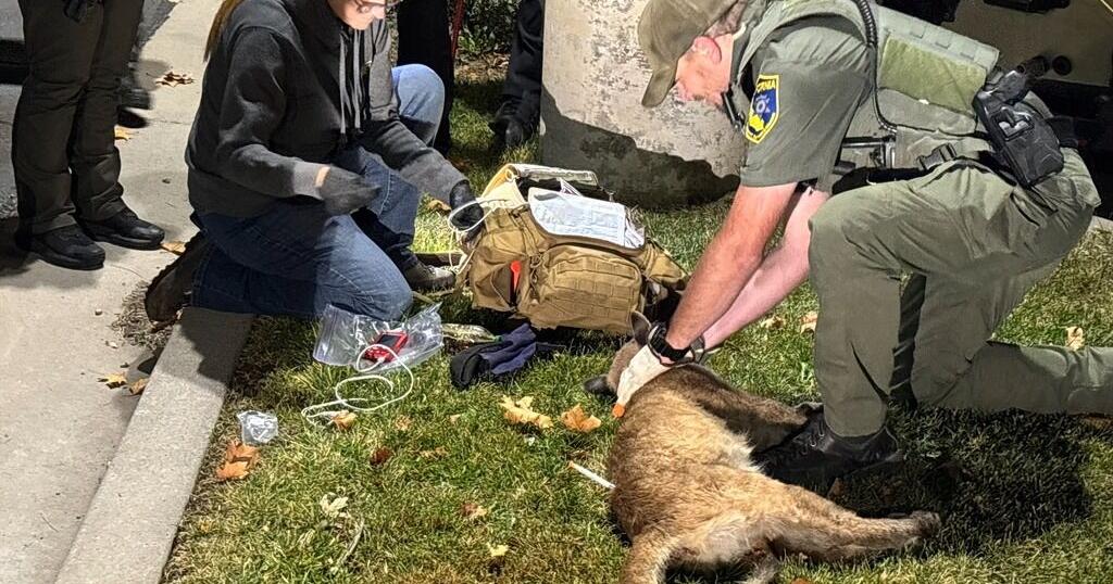 Mountain Lion safely captured in Weed after weeks of monitoring | News