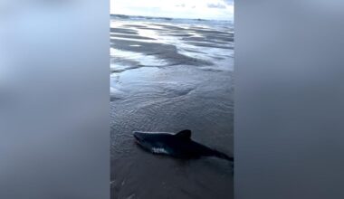 Woman saves stranded shark on Oregon beach, records video | Pets, Animals and Nature