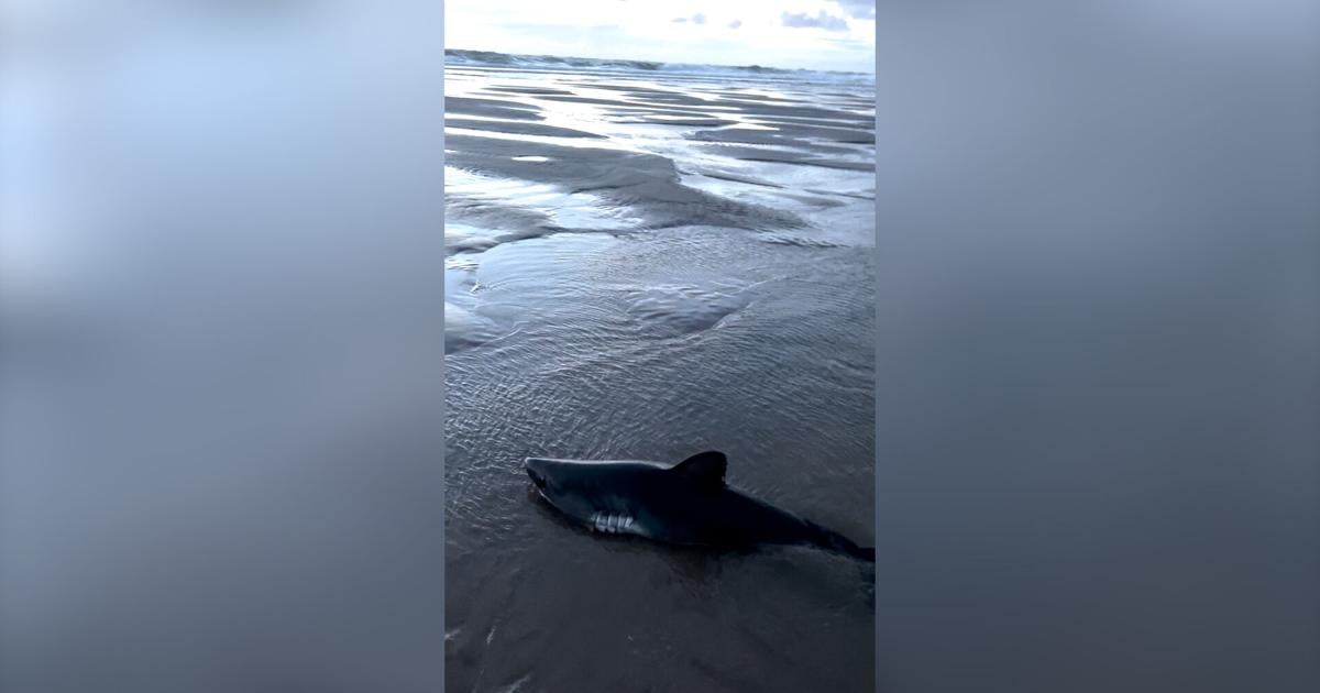 Woman saves stranded shark on Oregon beach, records video | Pets, Animals and Nature