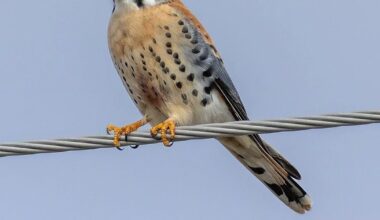 Tiny falcon with fierce spirit fends off housing shortage