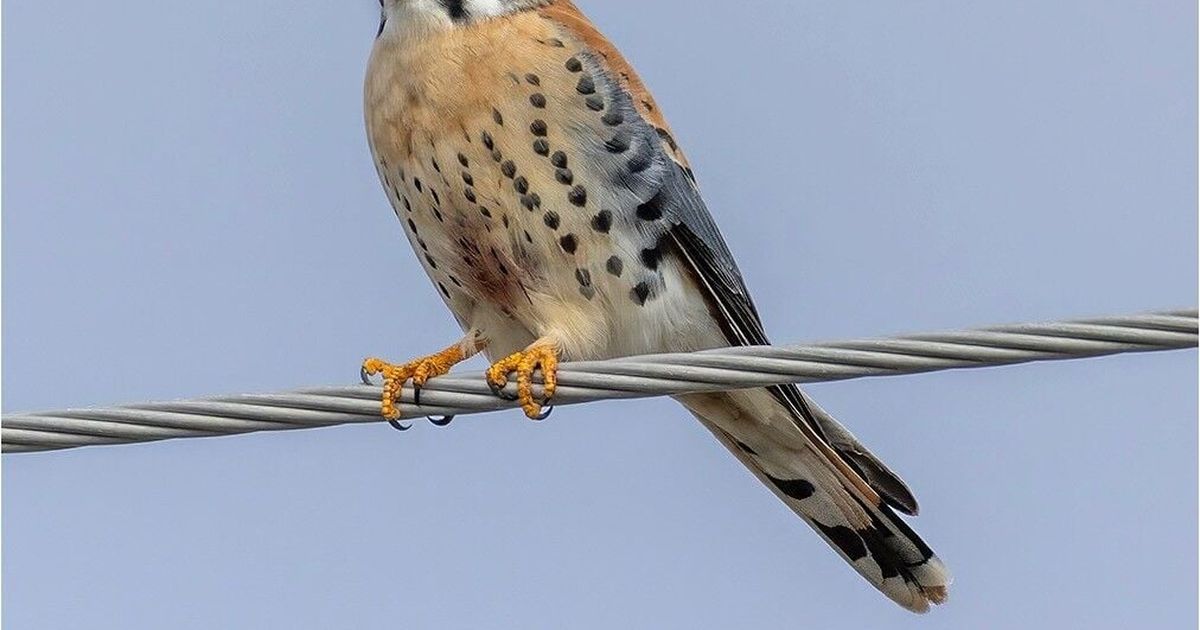 Tiny falcon with fierce spirit fends off housing shortage