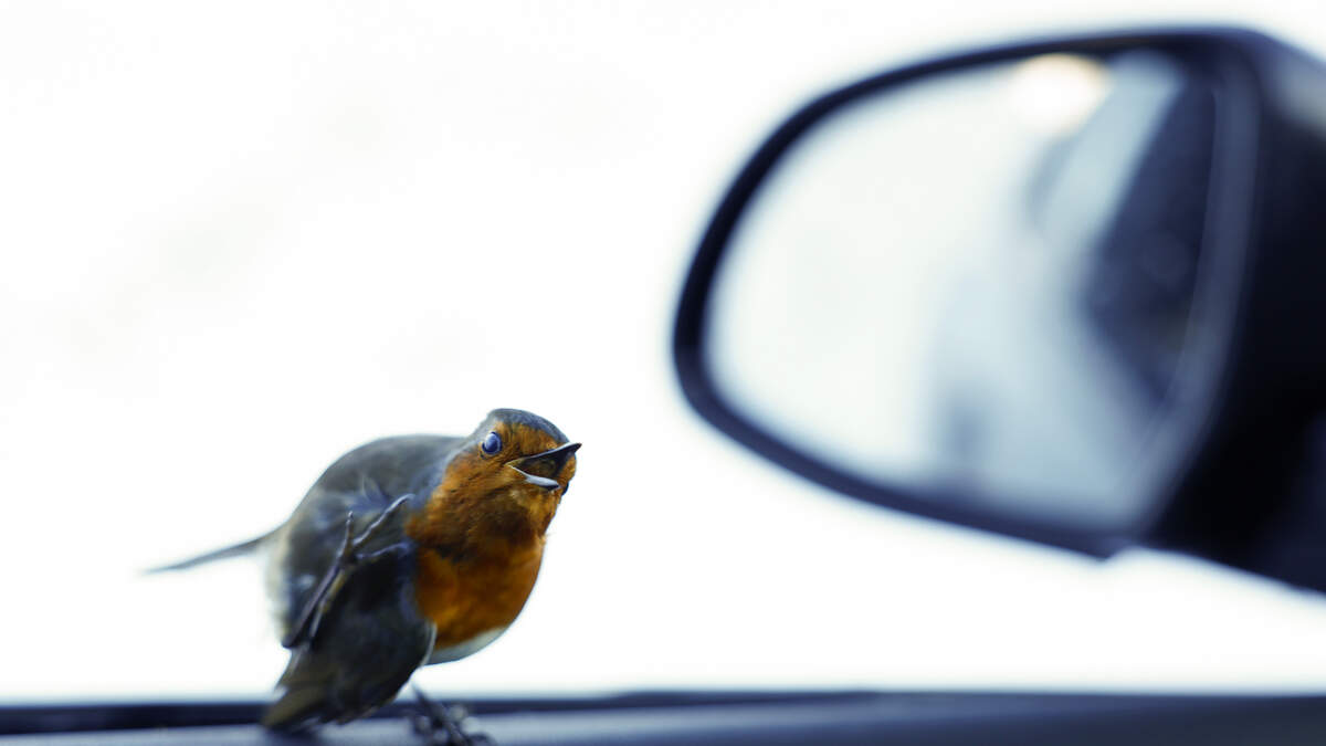 Strong Winds, Low Humidity Bring Burn Warnings, Freeze Watches | NewsRadio 740 KTRH