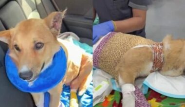 Dog Set on Fire at LA Homeless Encampment | KFI AM 640