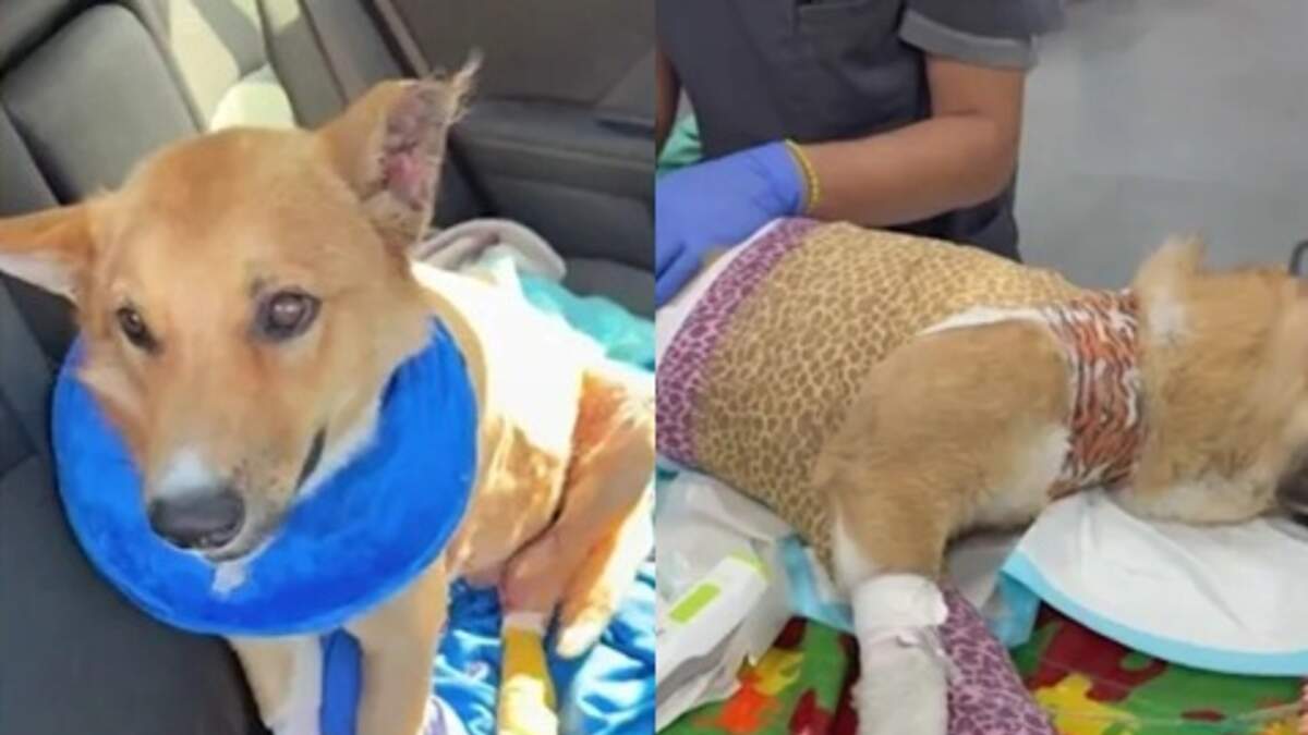 Dog Set on Fire at LA Homeless Encampment | KFI AM 640