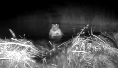 Beavers revive Crooked River habitat after spring floods | The Great Outdoors