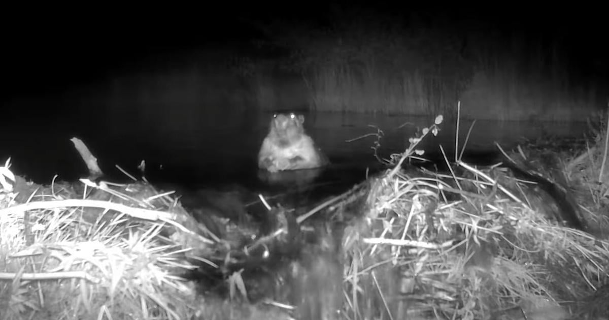 Beavers revive Crooked River habitat after spring floods | The Great Outdoors