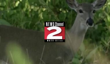 New York Deer and Bear Hunting Season Opens Nov. 15 | Local