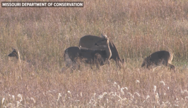 Where CWD deer sampling is mandatory in Missouri | Mid-Missouri News