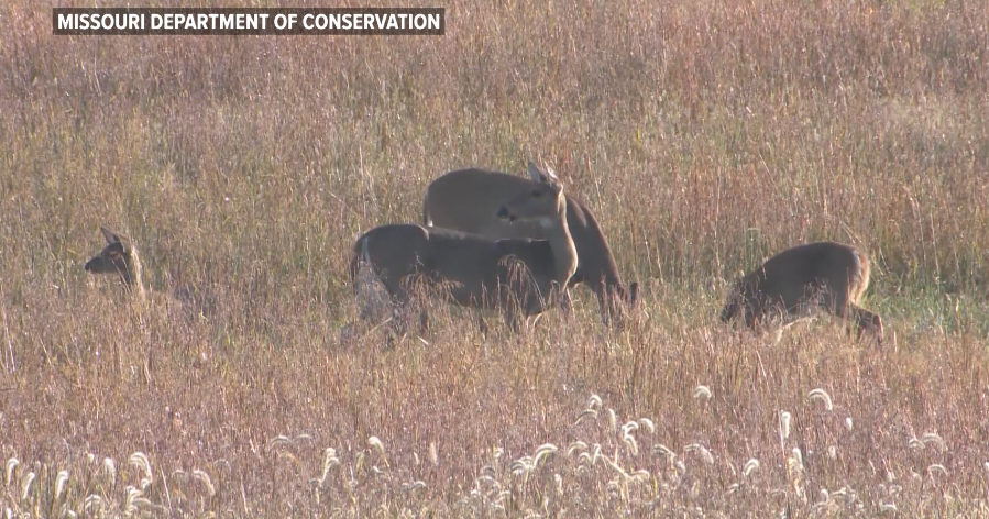 Where CWD deer sampling is mandatory in Missouri | Mid-Missouri News